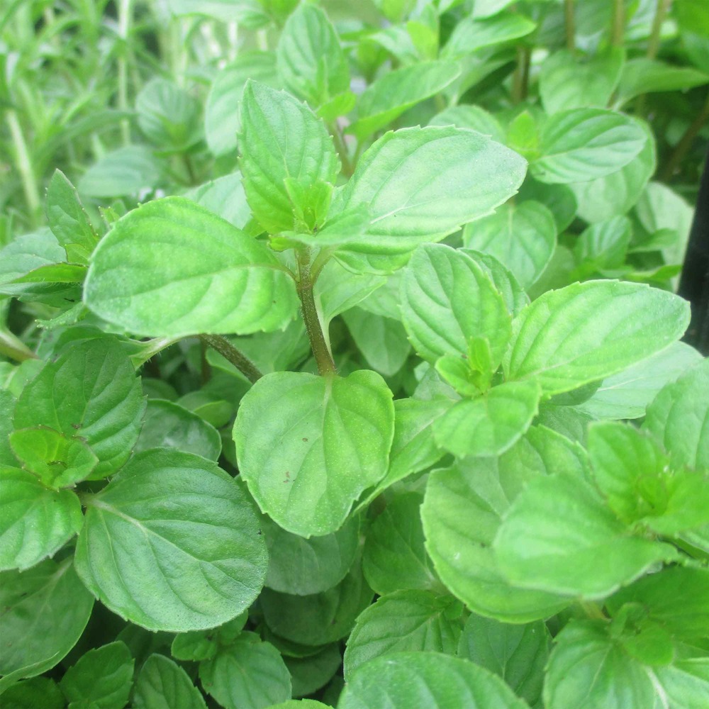 Menthe poivrée 'chartreuse' godet de 8/9 cm