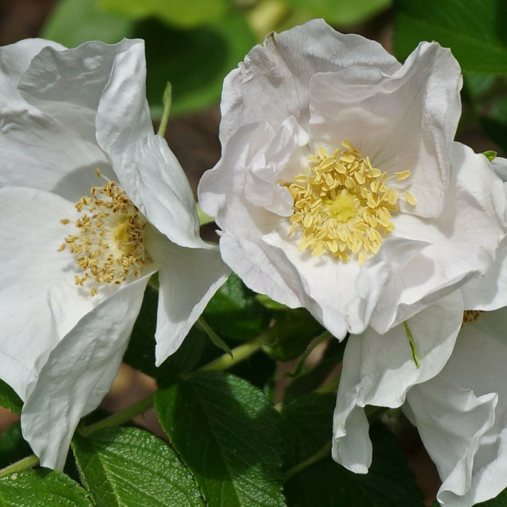 Rosier rugeux blanc pot de 4l - 30/60 cm