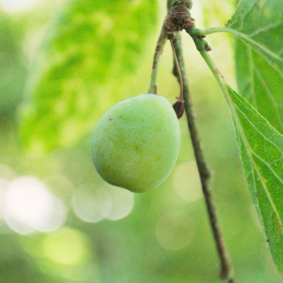 Prunier reine claude d'oullins pot de 15l - 1/2 tige - 150/175 cm