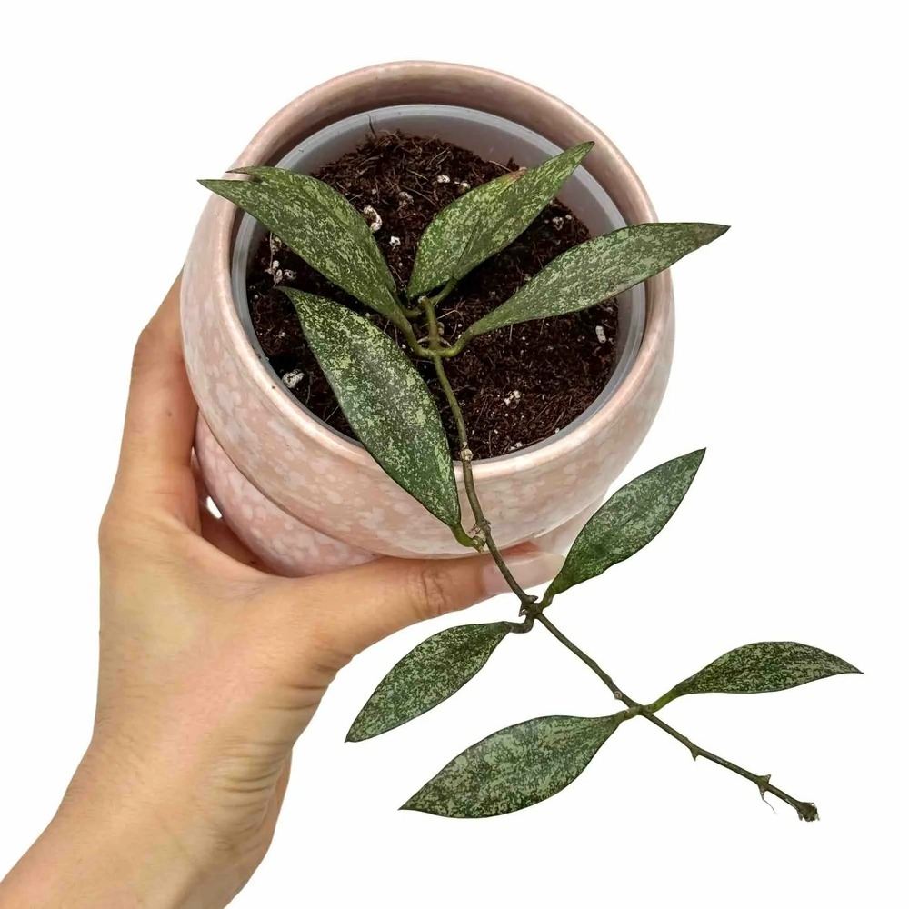 Hoya parviflora - pot de 9cm
