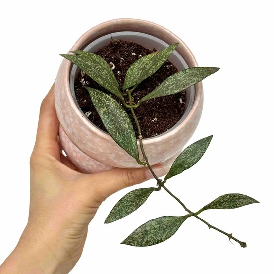 Hoya parviflora - pot de 9cm