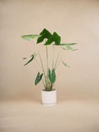 Plante d'intérieur - alocasia zebrina 130cm