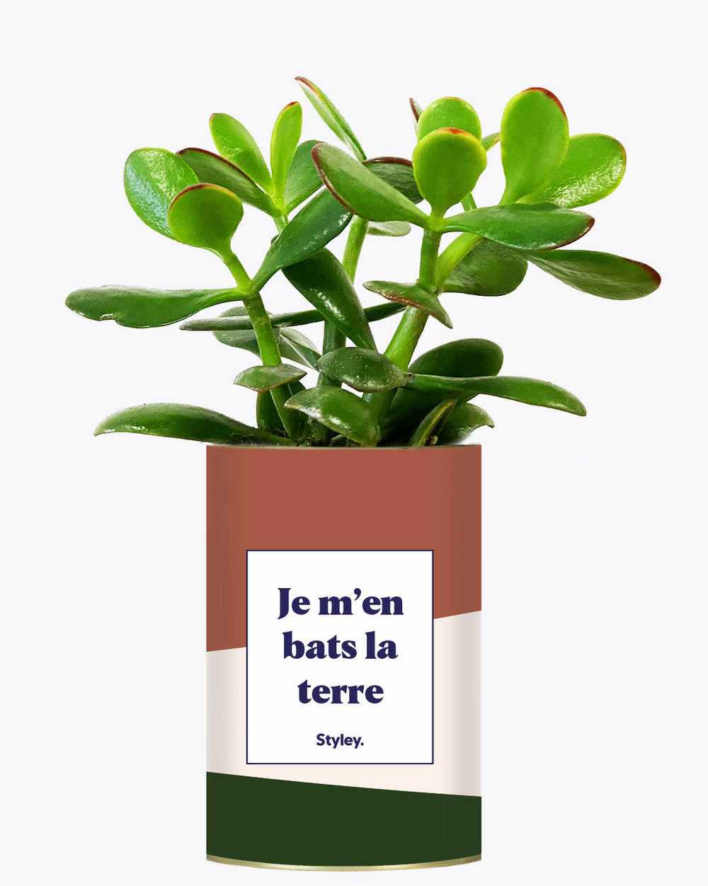 Plante facile à entretenir - je m'en bats la terre - cactus