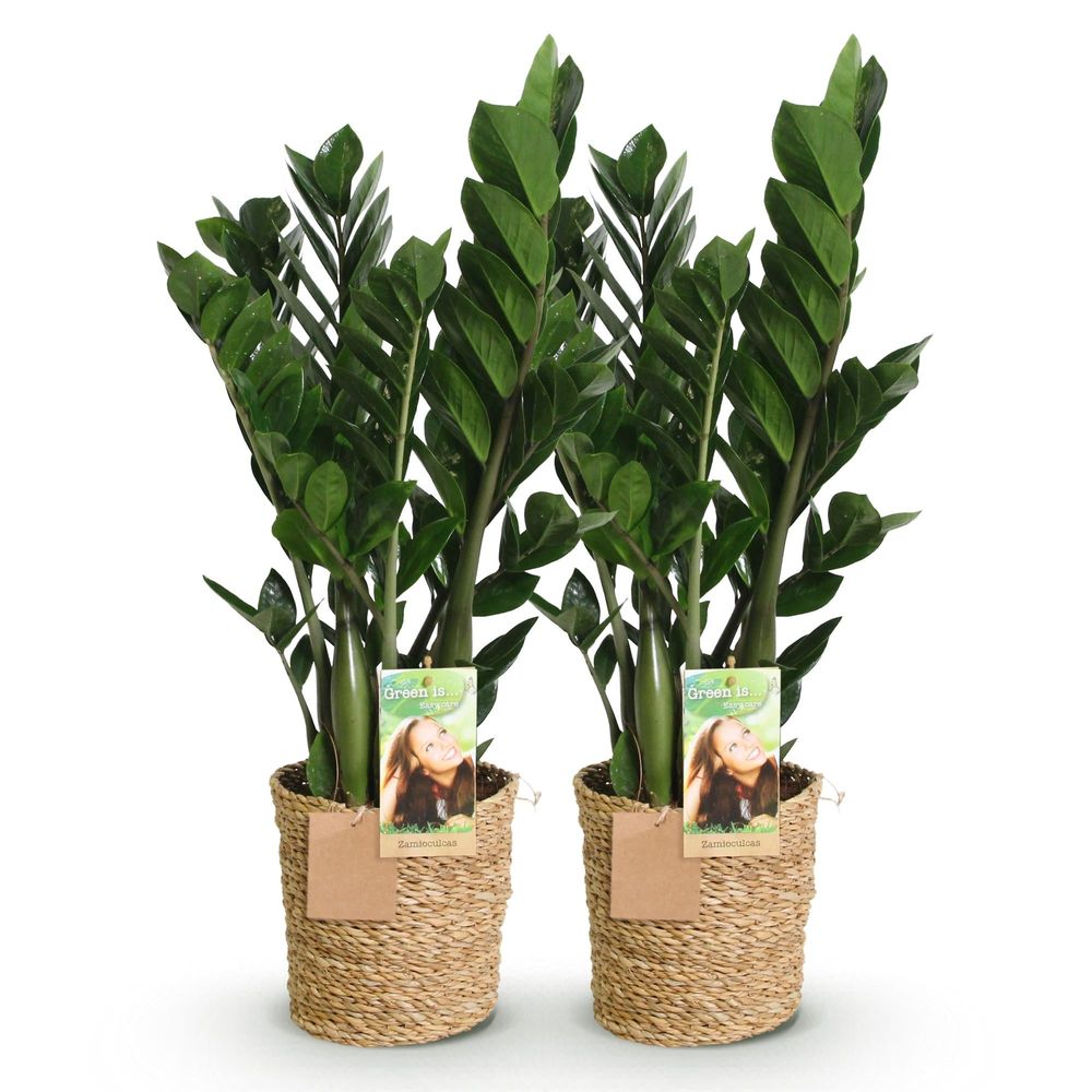Zamioculcas - plante zz - lot de 2 plantes - pot de 17cm - hauteur 65-75cm