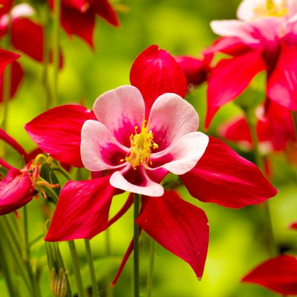 2 Ancolies 'Crimson Star' (Aquilegia 'Crim…