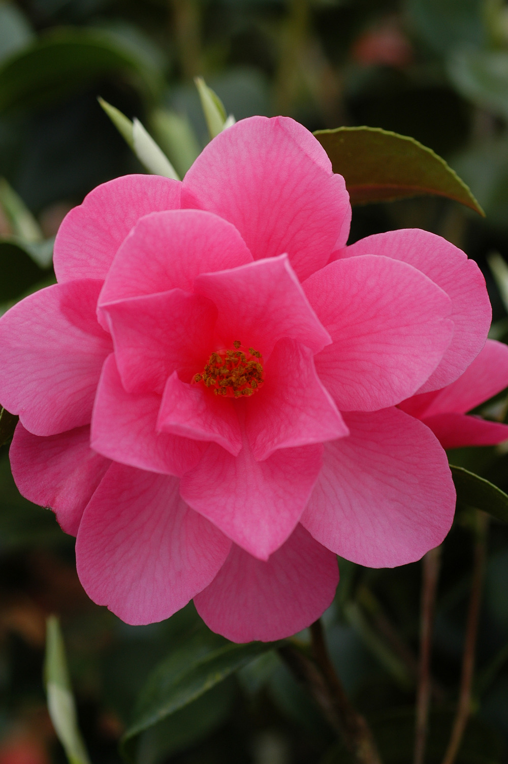 Camélia fragrant joy - en pot de 2 litres