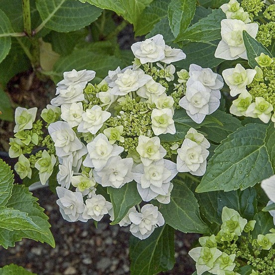Hortensia 'wedding gown' pot de 1,5l/2l