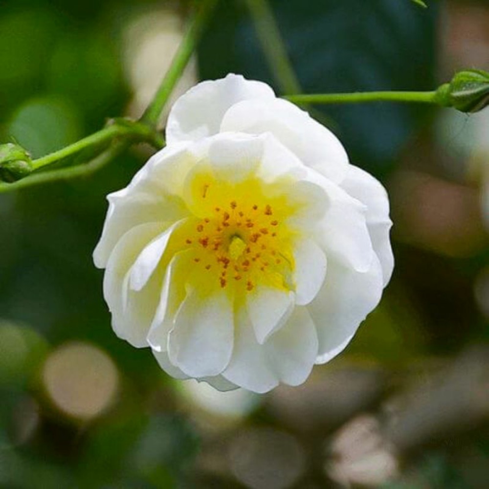 Rosier couvre sol 'opalia'