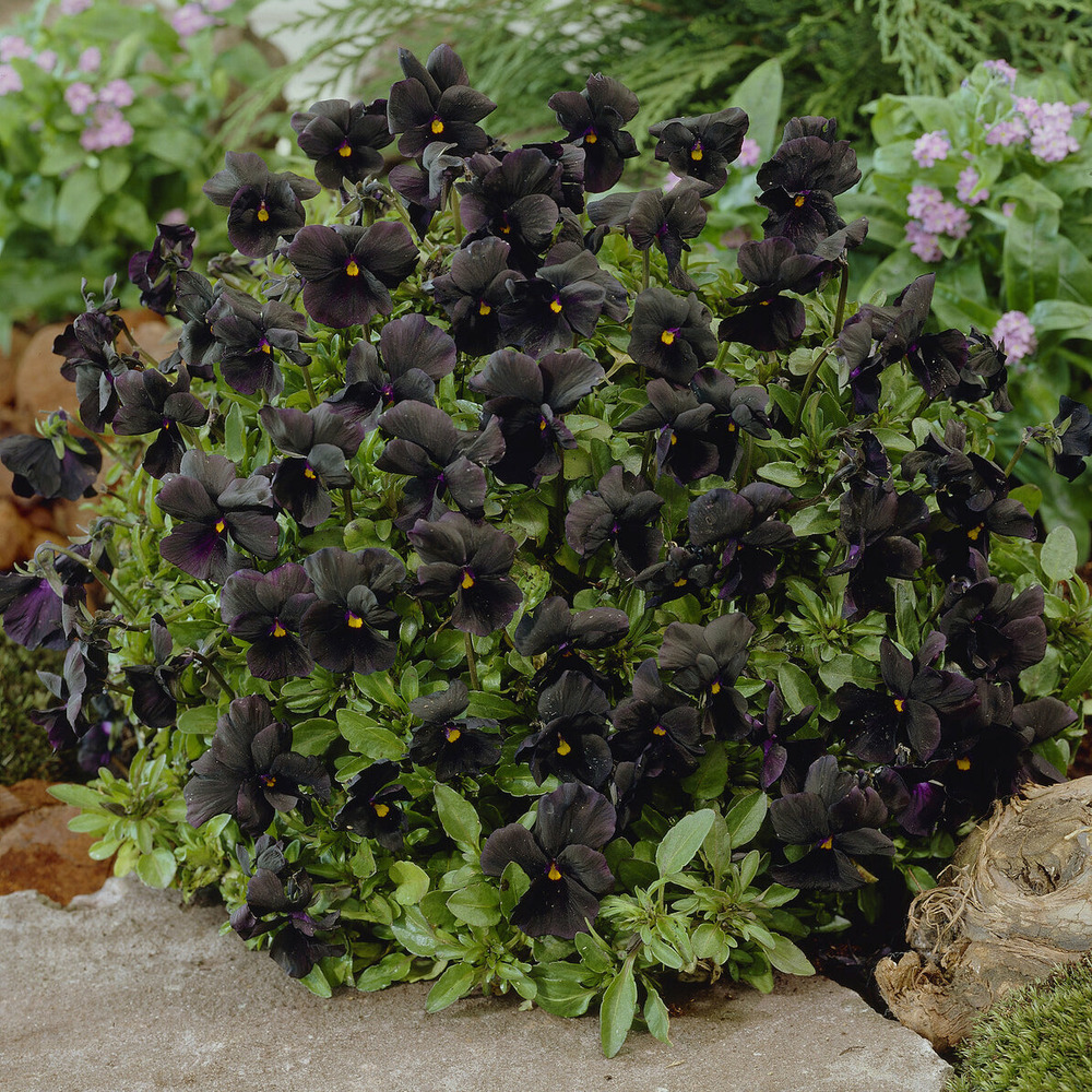 Violette cornue molly sanderson - pensée - le pot / ø 9cm