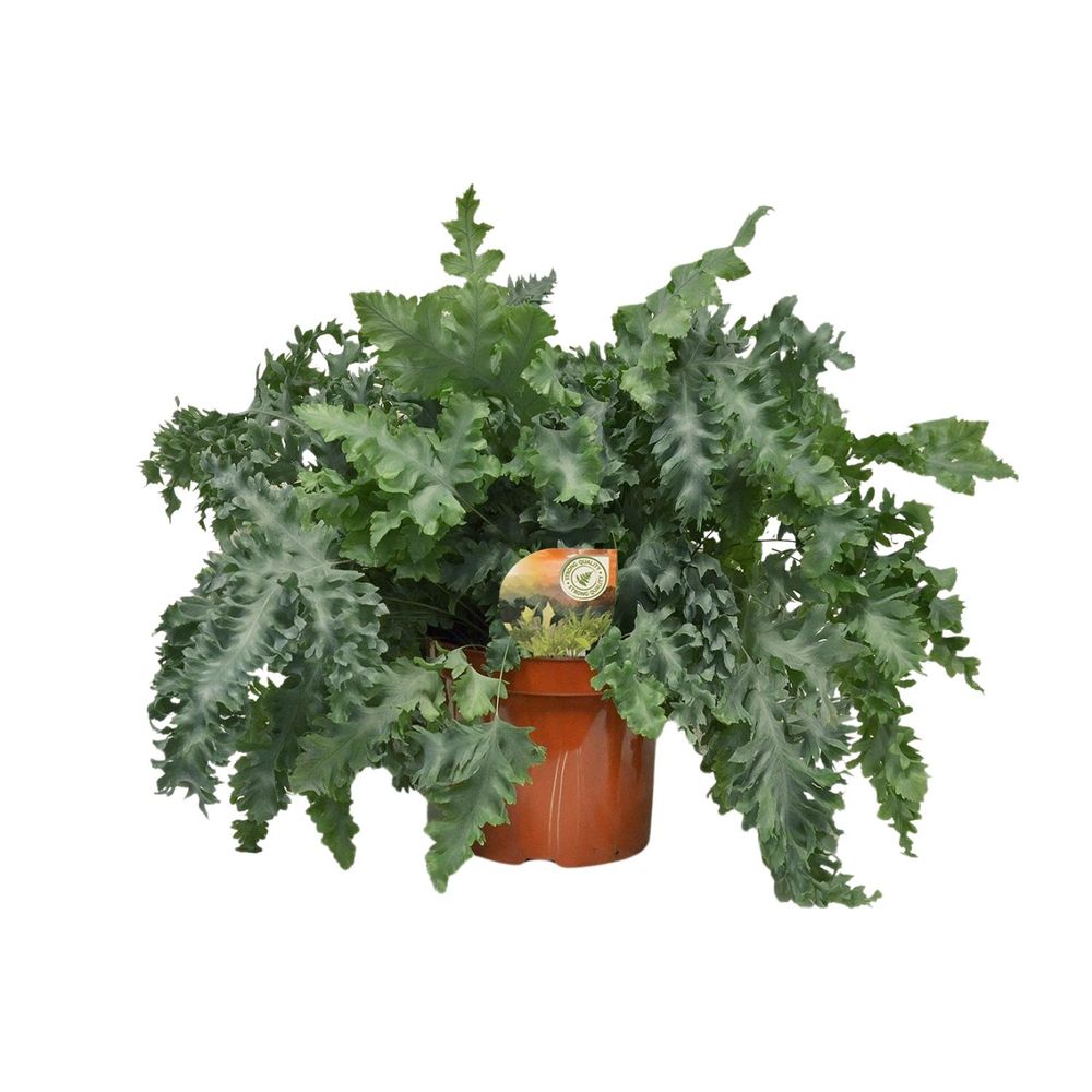 Phlebodium davana - ø26cm - ↕60cm - plantes d'intérieur