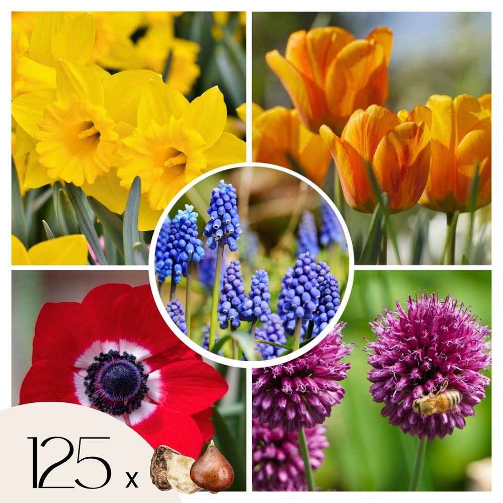 Mélange de bulbes pour le jardin - set de 125