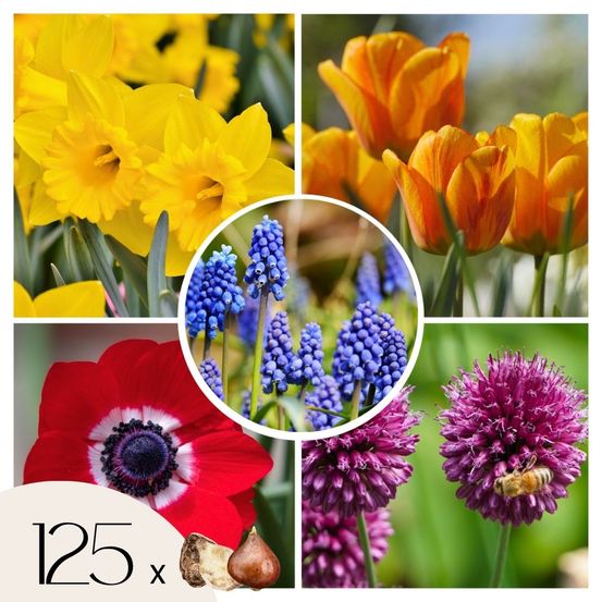 Mélange de bulbes pour le jardin - set de 125