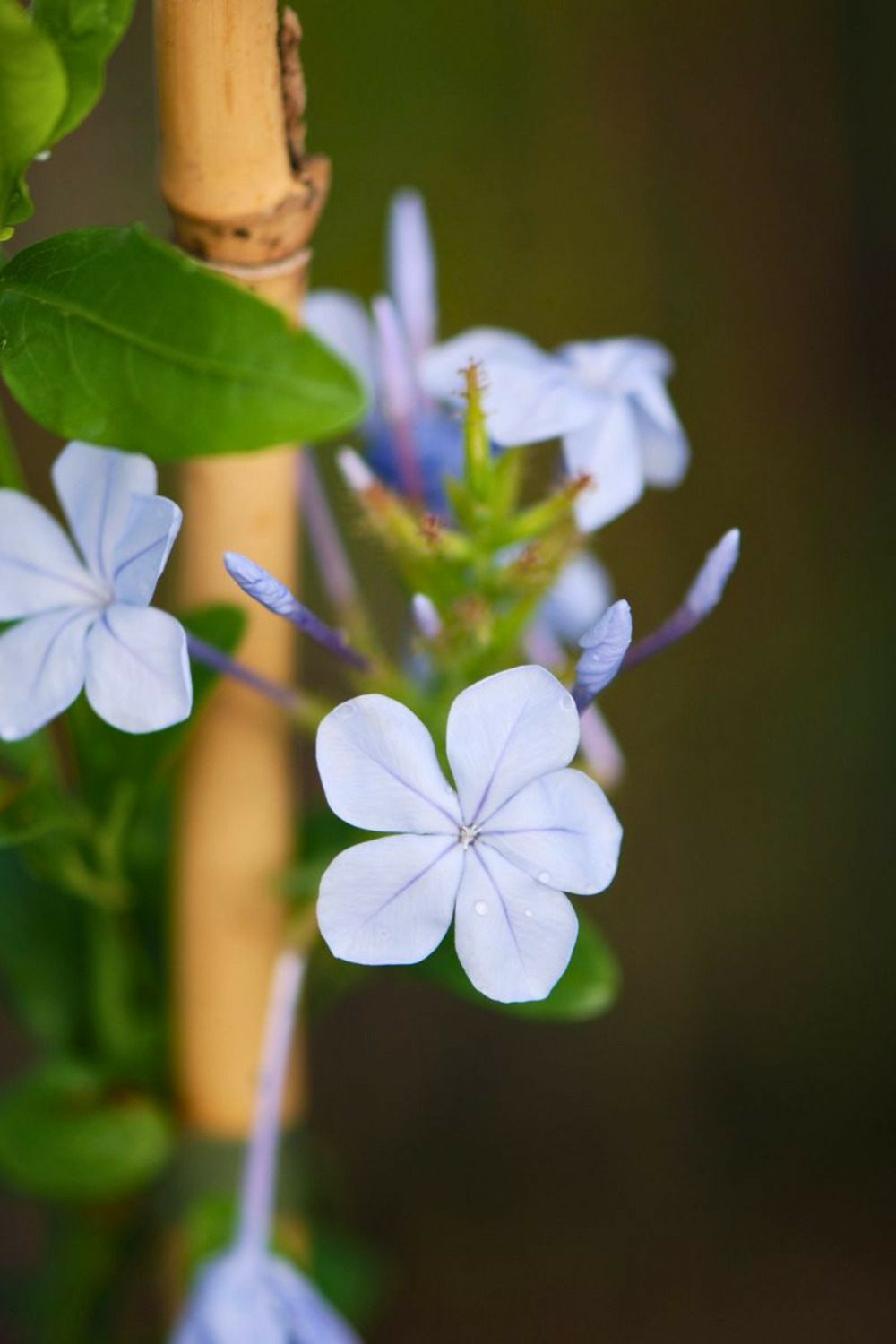 Plumbago capensis - en pot de 3 litres