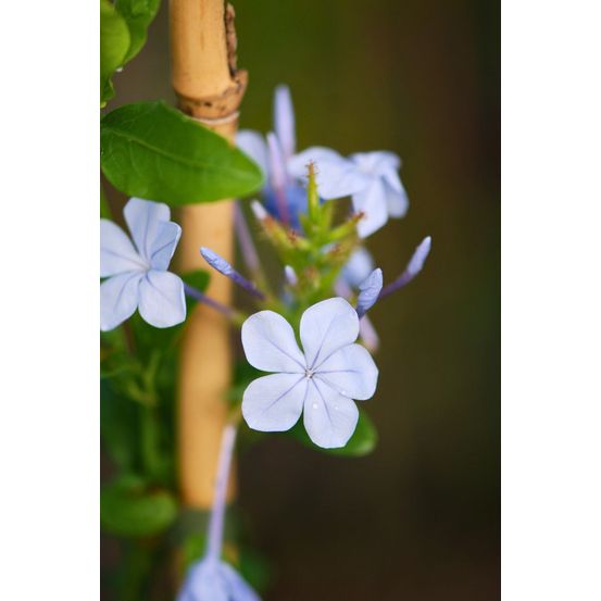 Plumbago capensis - en pot de 3 litres