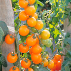 Plant de tomate cerise goldwin  pot 0,5 l