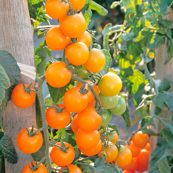 Plant de tomate cerise goldwin pot 0,5 l