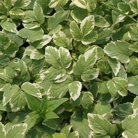 6 x herbe aux goutteux 'variegatum' - aegopodium podagraria 'variegatum' - godet 9cm x 9cm