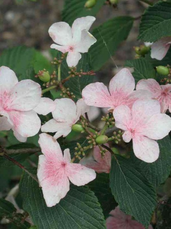 Viorne de chine 'pink beauty' pot de 2l/3l