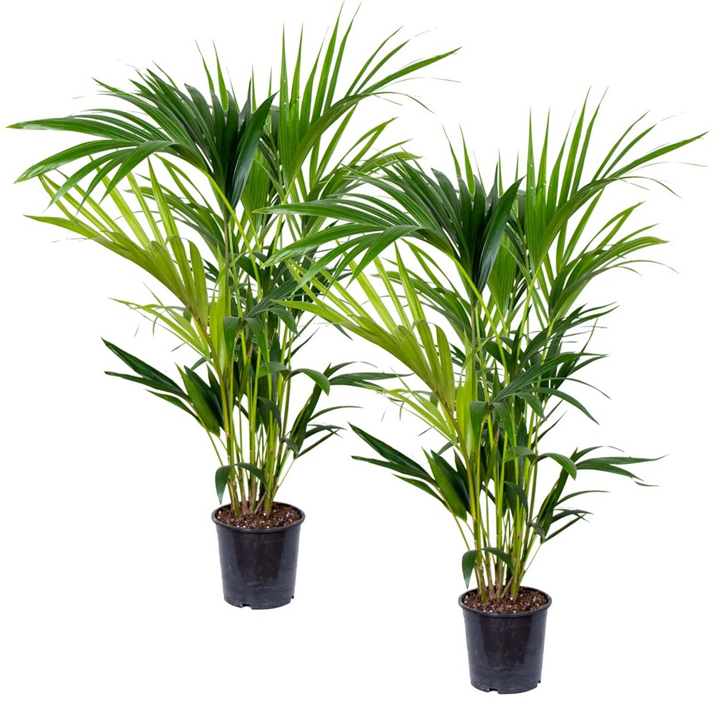 Lot de 2 - howea forsteriana - palmier kentia - plantes d’intérieur - 80-100 cm de haut - pot 19 cm