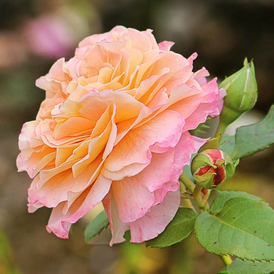 Rosier à grandes fleurs abbaye de cluny® 'meibrinpay' pot de 10 l - 1/2 tige