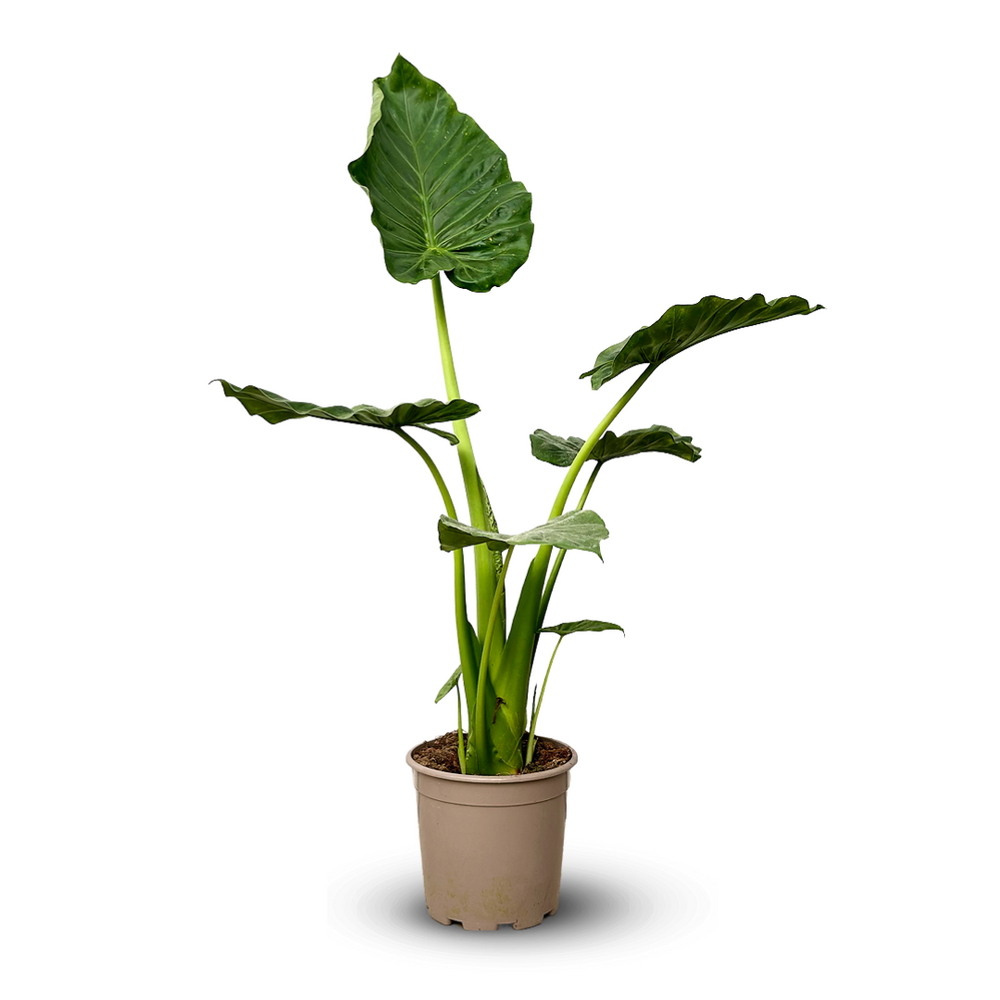 Alocasia portadora - oreille d'éléphan - ↕ 90-100 cm - ⌀ 21 cm - plante d'intérieur & plante d'extérieur