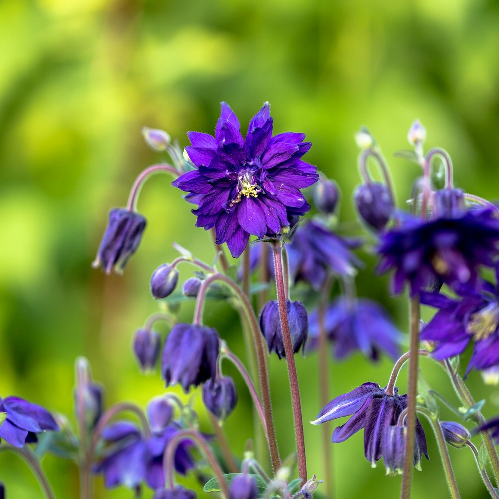 Ancolie hybride blue barlow - le pot / ø 9cm