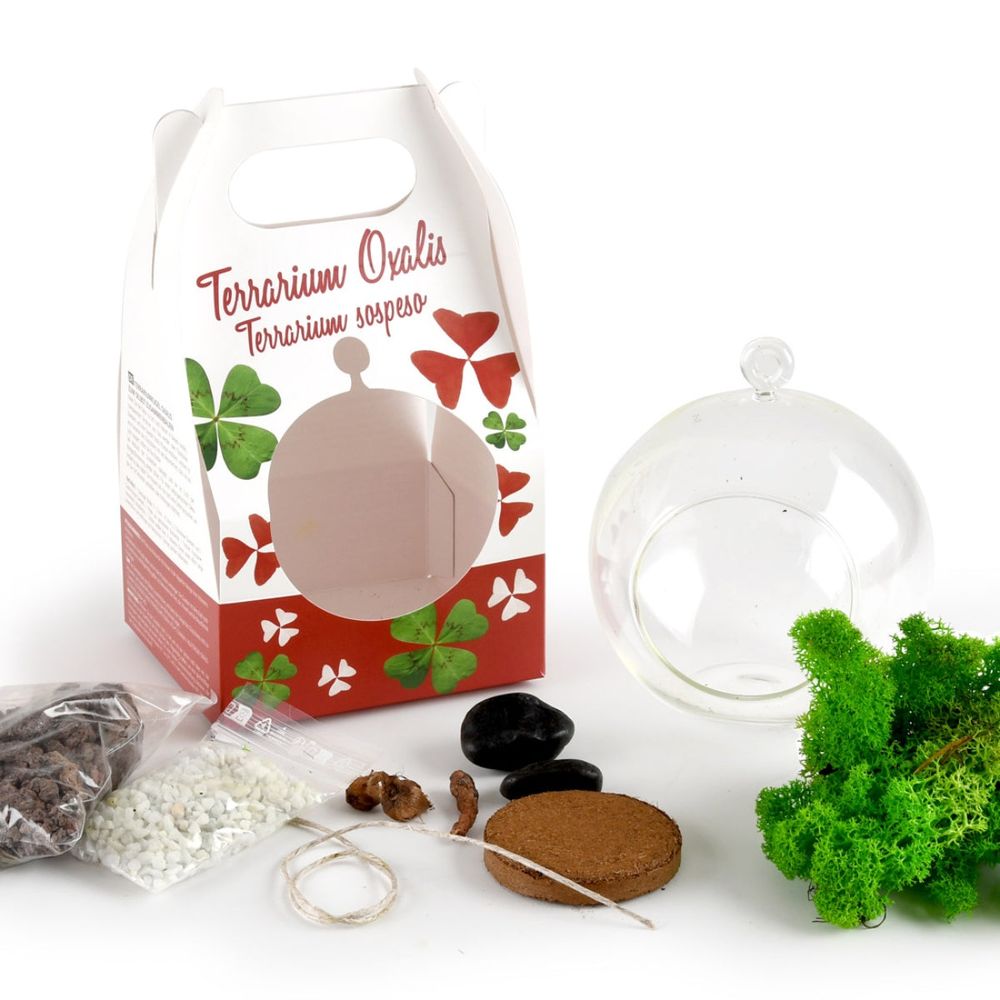 Terrarium végétal à faire soi-même - trèfles à 4 feuilles et bulbes d'oxalis