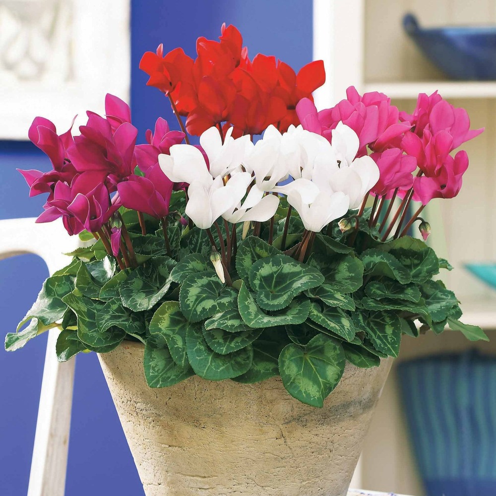 3 mini-cyclamens super série - les 3 pots / ø 10.5cm, vendu par lot de 2