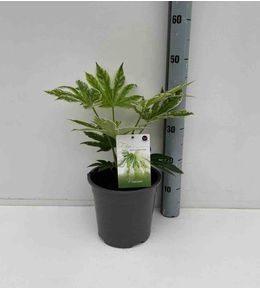 Fatsia japonica "spider web" (aralia du japon) pot de 4 litres ? 30/40 cm