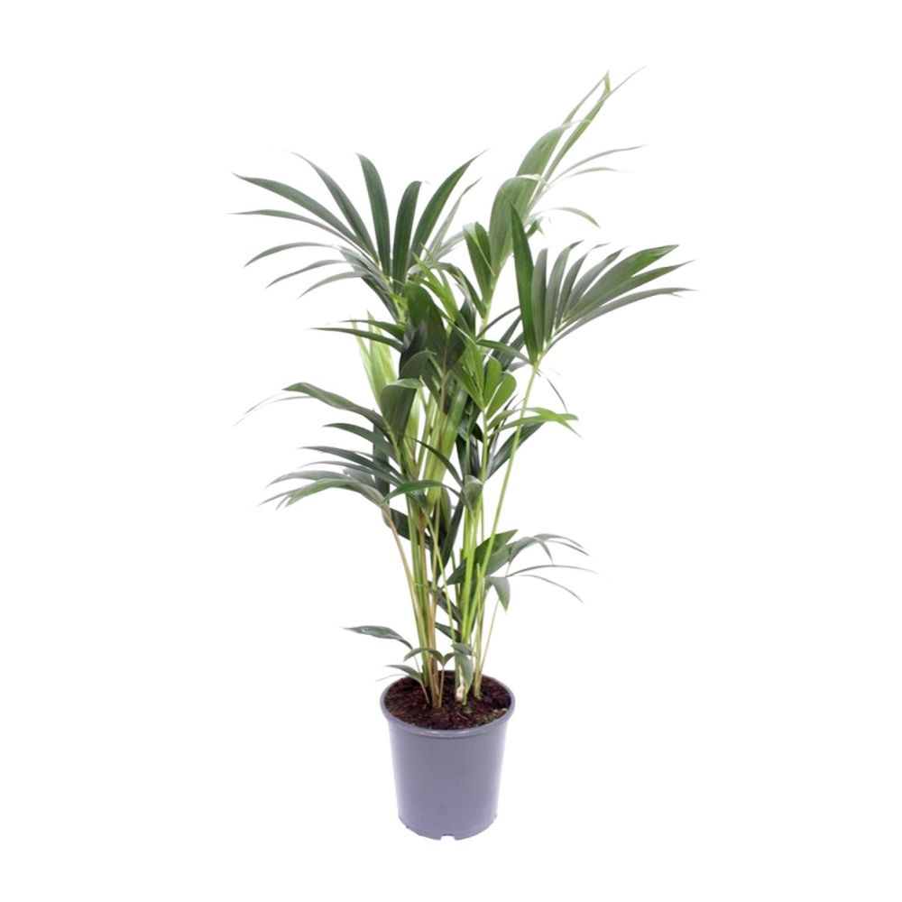 Howea forsteriana - ø17cm - ↕75cm - plantes d'intérieur