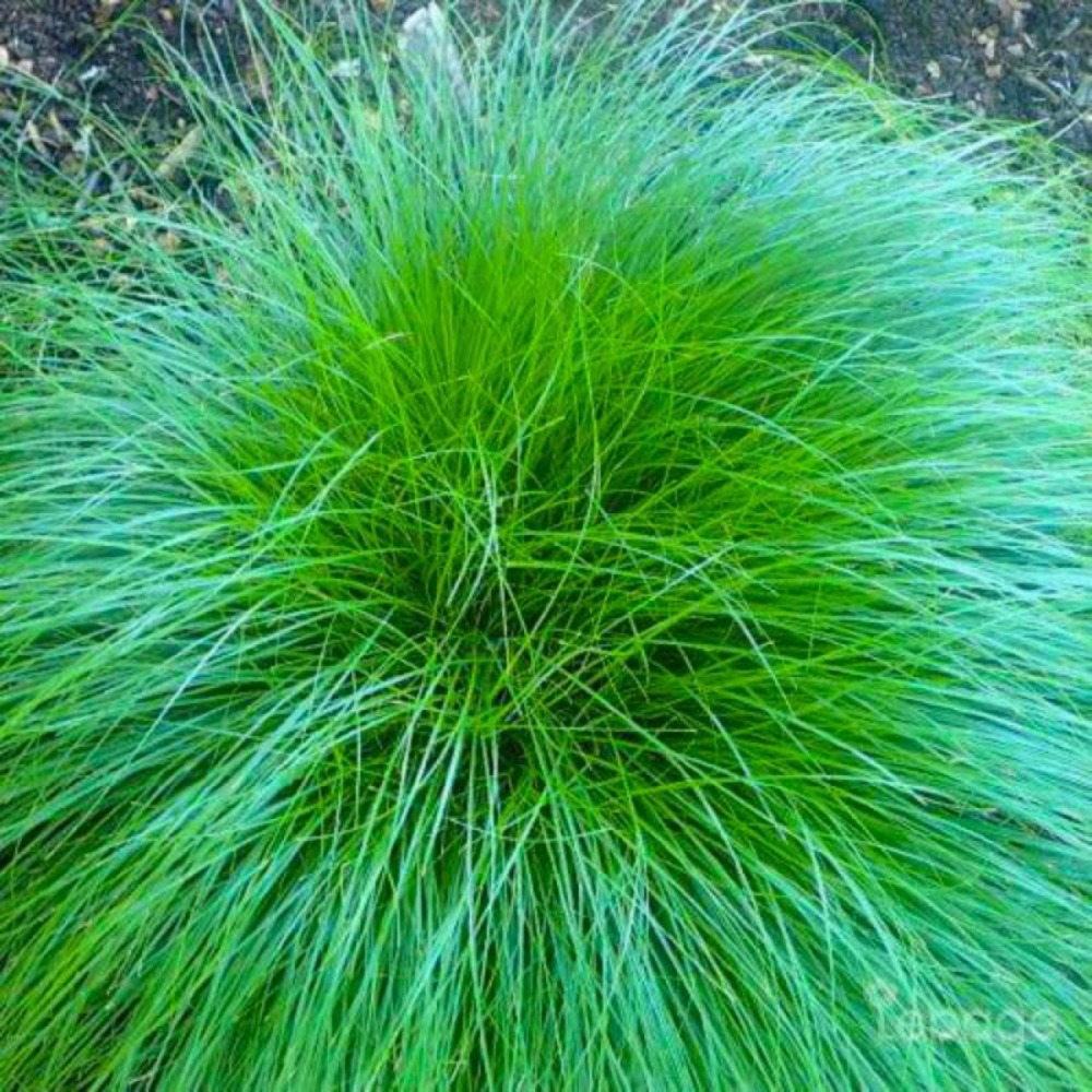 2 Laîches Rosée (Carex 'Rosea') - Vendu pa…