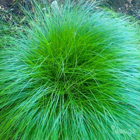2 Laîches Rosée (Carex 'Rosea') - Vendu pa…