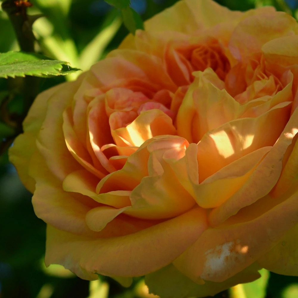 Rosier arbustif henri delbard® 'delclaudibi' pot de 3l - touffe