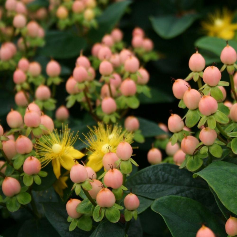 Millepertuis magical® beauty 'kolmbeau', hypericum pot de 7,5l - 40/60 cm