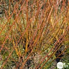 Salix alba chermesina :   c.4 l - 60-90