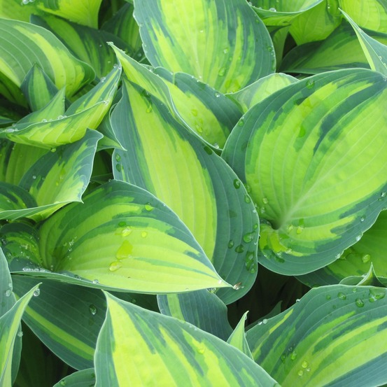 Hosta tardiana 'june' pot de 1,5l/2l