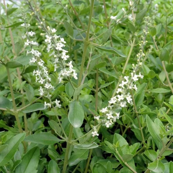 Verveine amande godet - 5/20 cm