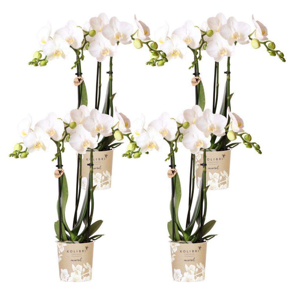 Offre spéciale : 4 phalaenopsis orchidées blanches amabilis cm - plante d'intérieur
