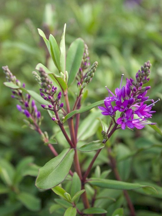 Hébé, véronique arbustive 'wiri charm' pot de 2l/3l