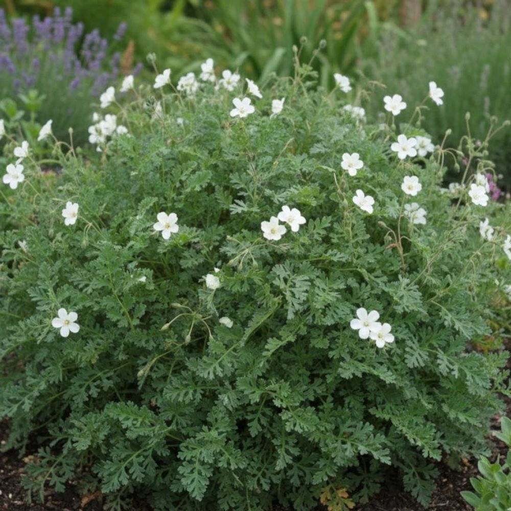 Bec de grue chrysanthum, erodium godet - 5/20 cm