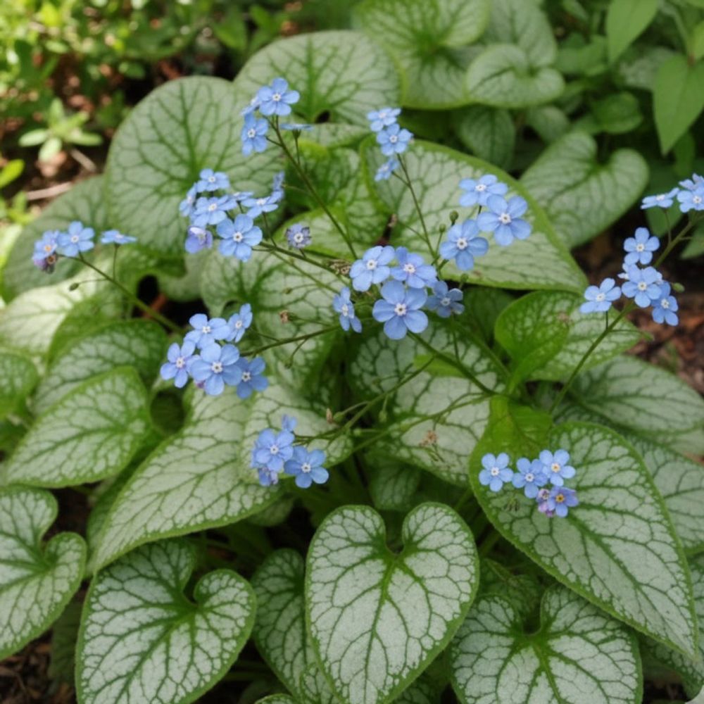 Myosotis du caucase jack frost® lot de 9 godets