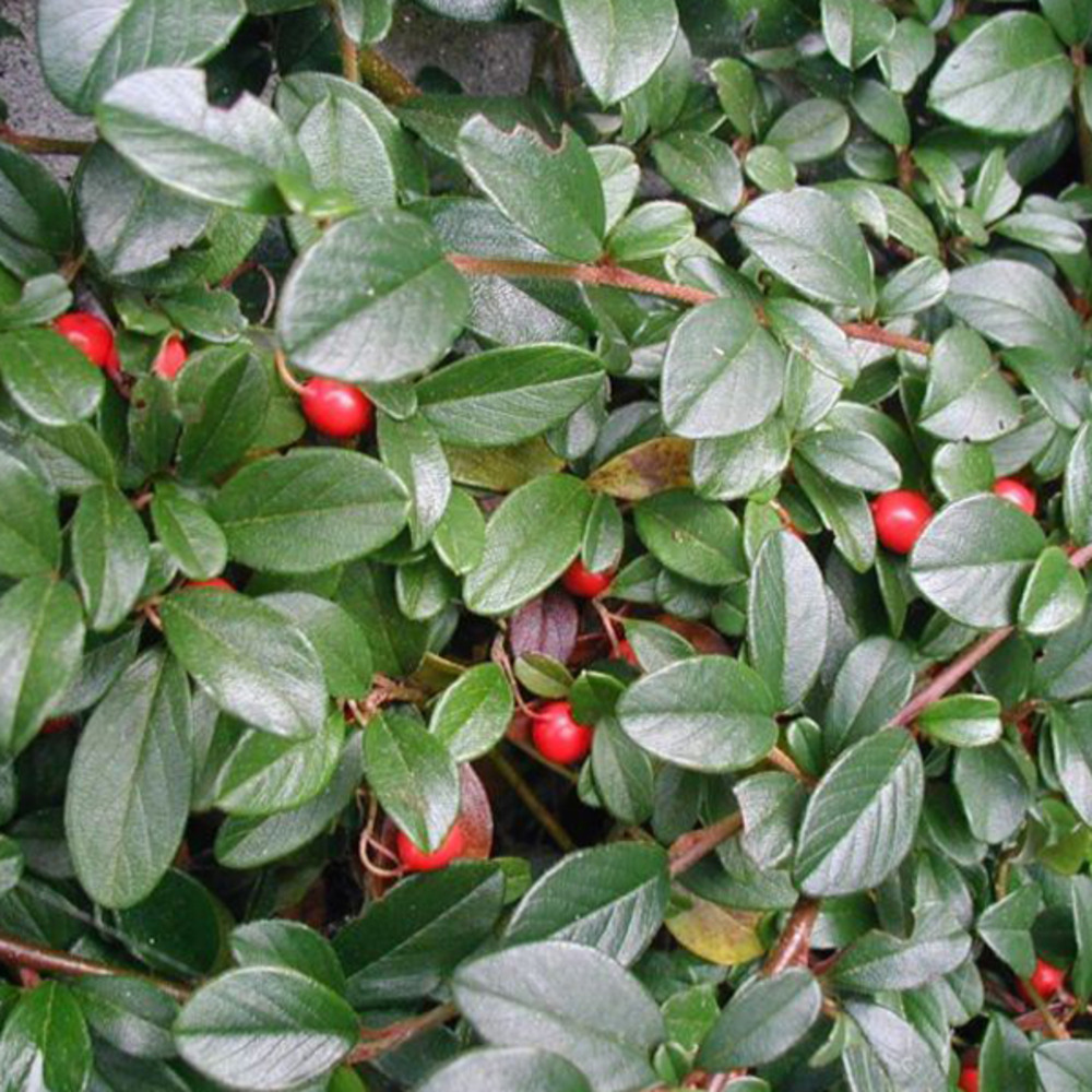 2 x cotonéaster de dammer - cotoneaster dammeri - 30-40 cm pot