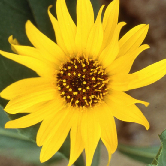 Hélianthe atrorubens (soleil) godet - 5/20 cm