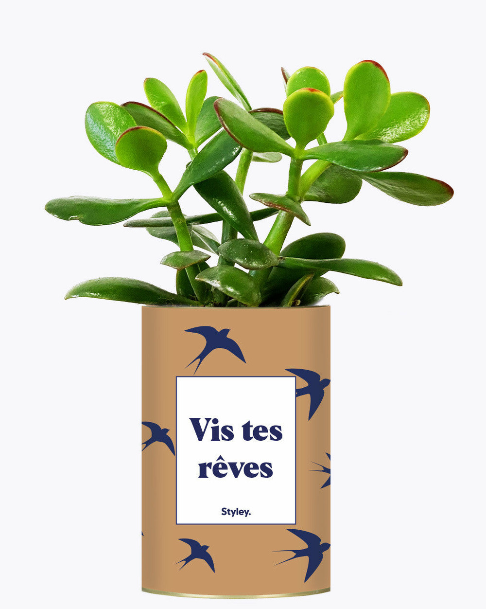 Plante drôle - vis tes rêves - cactus