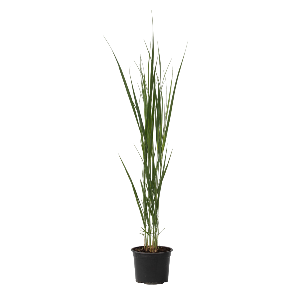 Panic érigé - panicum virgatum 'northwind' - hauteur 40-60cm - ⌀23cm