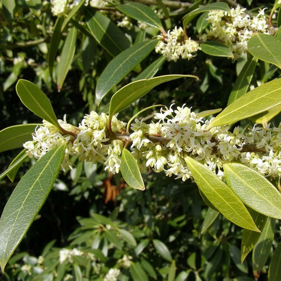 Osmanthe heaven scent, osmanthus pot de 4l - 40/60 cm