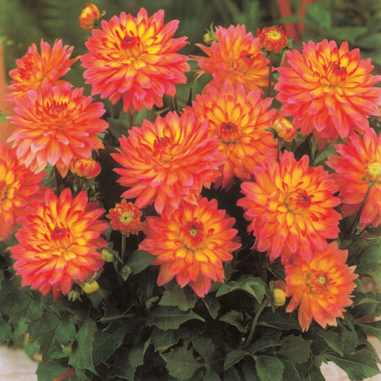 Dahlia pablo - le bulbe