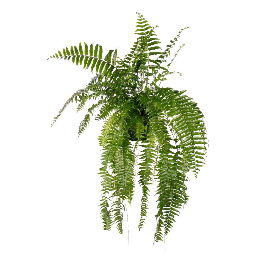 Nephrolepis macho - ø20cm - ↕100cm - plantes d'intérieur