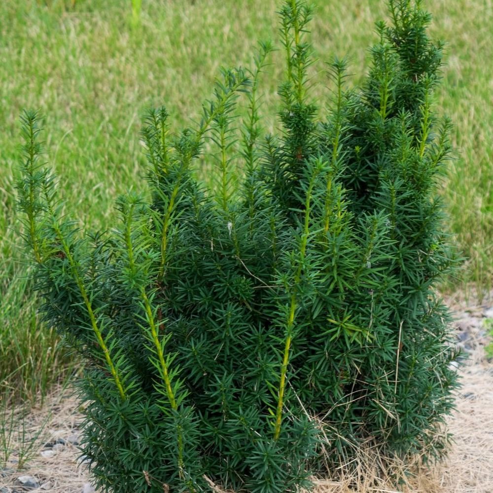 If 'hicksii' pot de 7,5l/10l