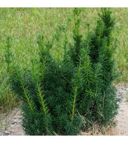 If 'hicksii' pot de 7,5l/10l